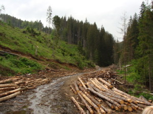 drum-forestier-valea-sebesului